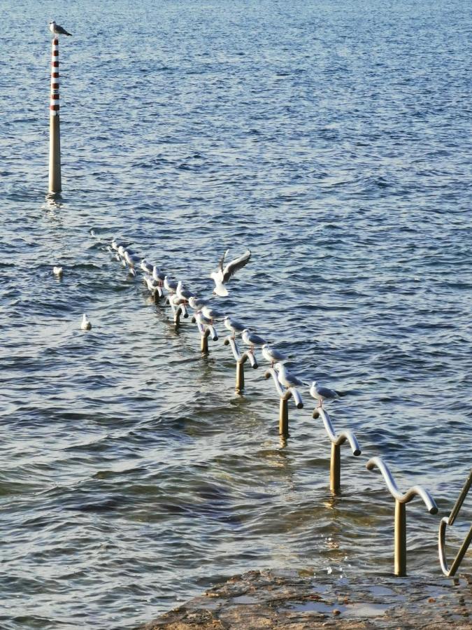 Nina Deluxe Superior 5 Star Apartment, Your Piece Of Heaven By The Sea & Park Novigrad Istria エクステリア 写真